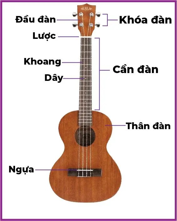 cấu tạo của đàn ukulele